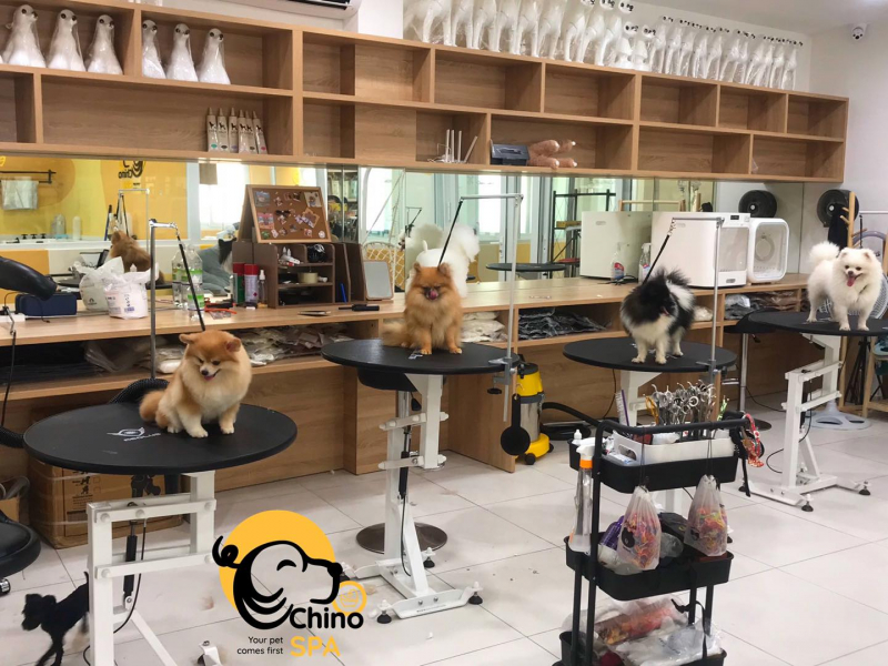ChinoPet – Địa chỉ cung cấp dịch vụ spa cho thú cưng tại TPHCM