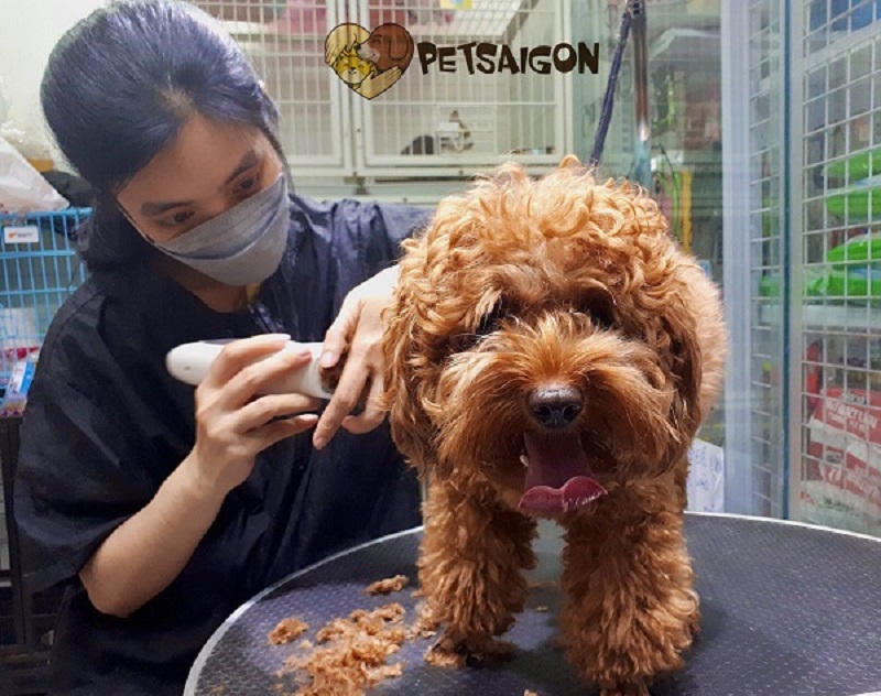 Petsaigon – Dịch vụ spa cho thú cưng chuyên nghiệp tại TPHCM