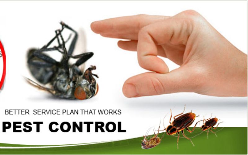 Việt Nam Pest Control -  Công ty diệt côn trùng tại TPHCM