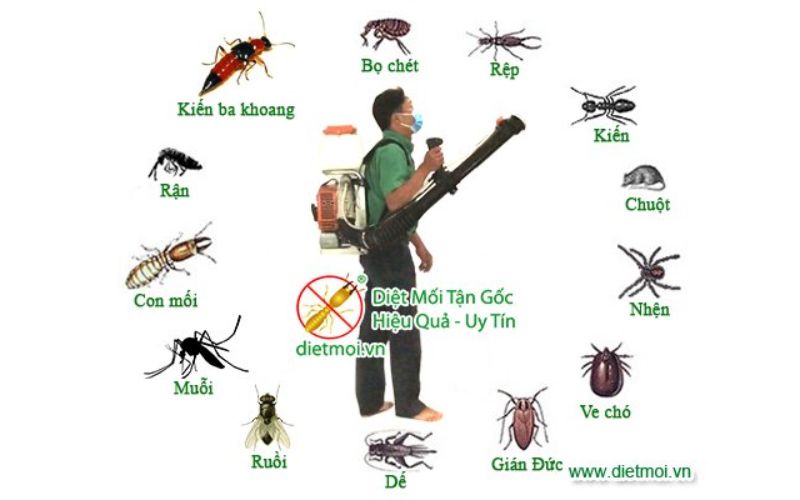 Trần Anh - Đơn vị diệt côn trùng giá rẻ