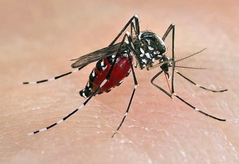 Muỗi - Côn trùng gây hại cho con người, động vật