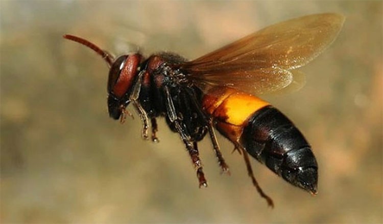 Ong vò vẽ - Loài côn trùng ảnh hưởng môi trường, con người
