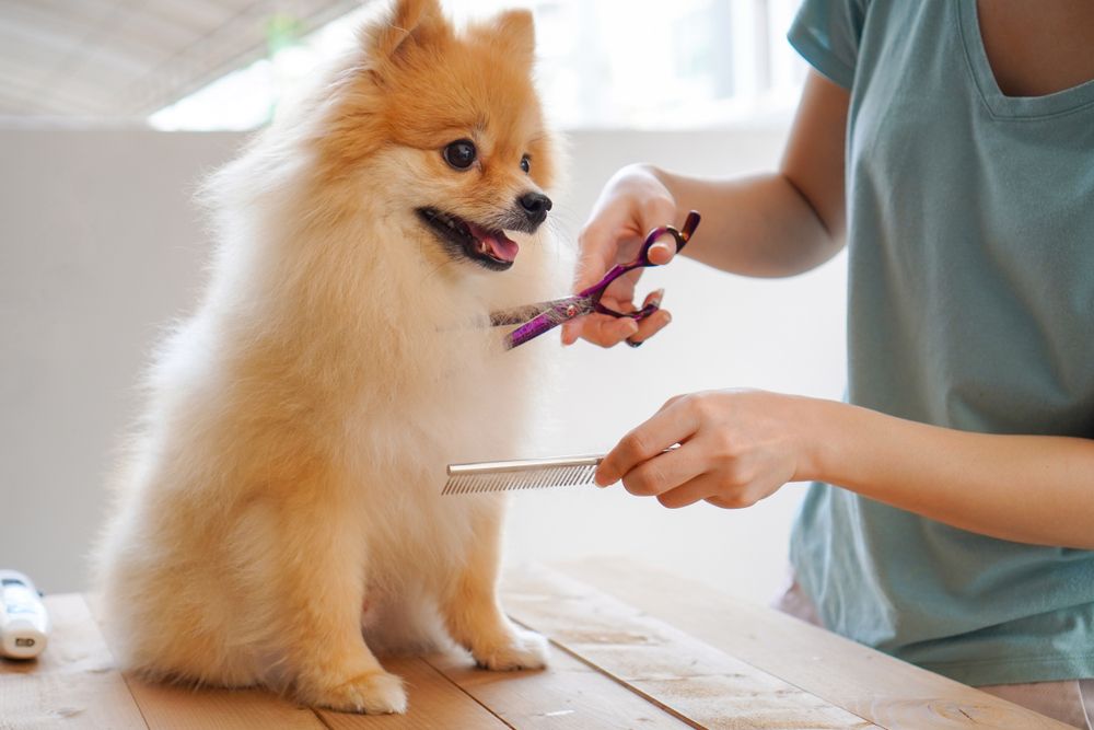 Ngành cắt tỉa thú cưng - Pet grooming - Ngành học mới thu hút nhân lực