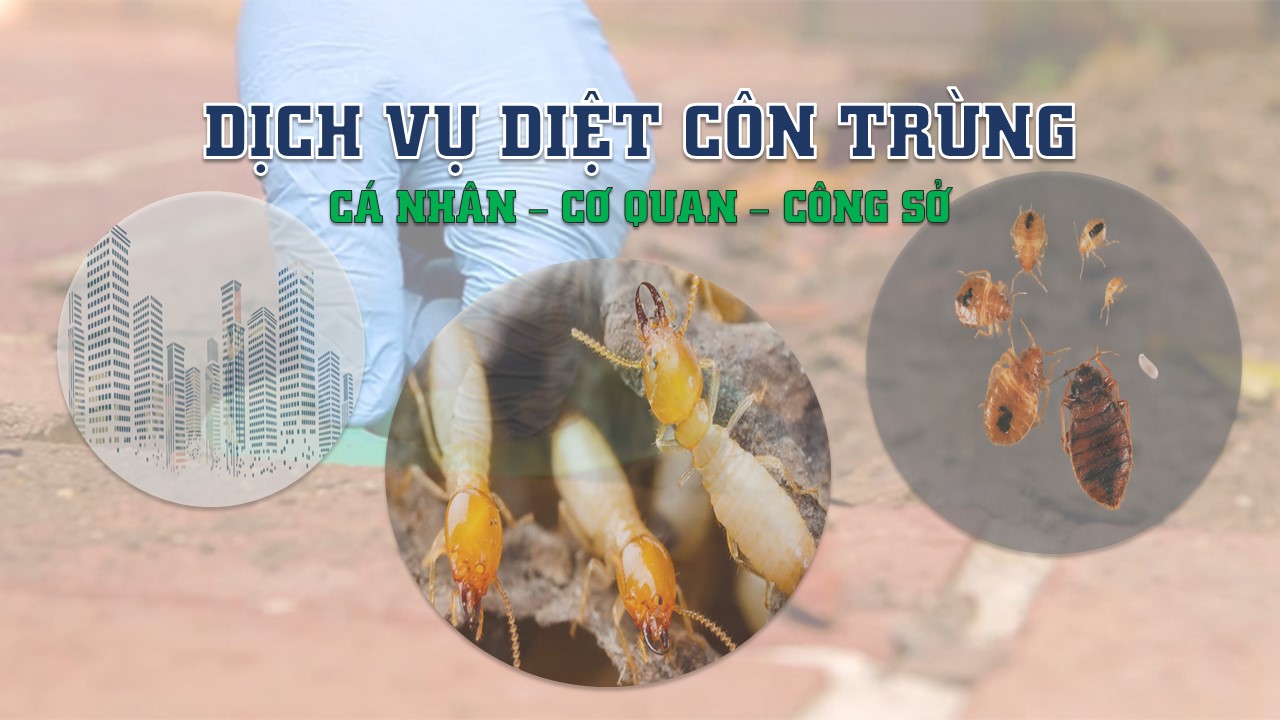 Công ty Hùng Thịnh - Dịch vụ diệt côn trùng chuyên nghiệp tại TP. HCM