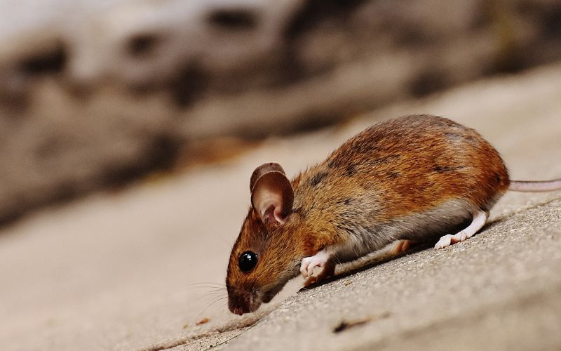 Thuận Phát Pest Control - Công ty diệt chuột uy tín