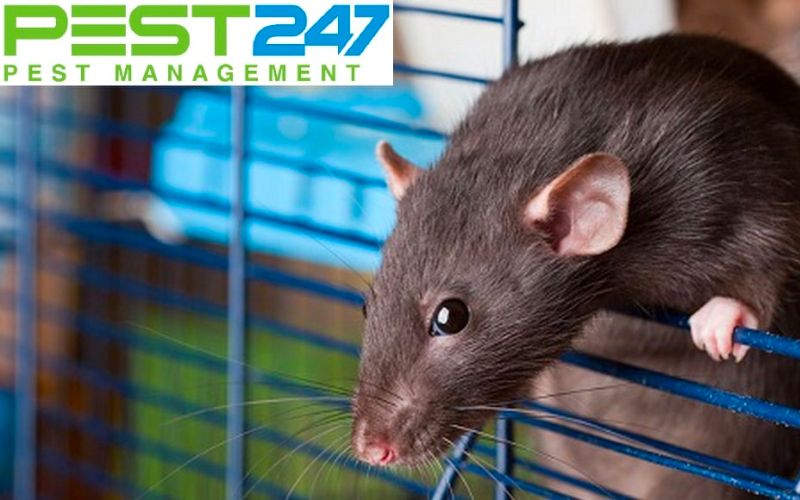 GFC - Công ty diệt chuột tại nhà chuyên nghiệp
