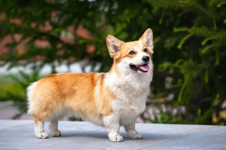 Chó Corgi - Giống chó cảnh phổ biến nhất ở Việt Nam