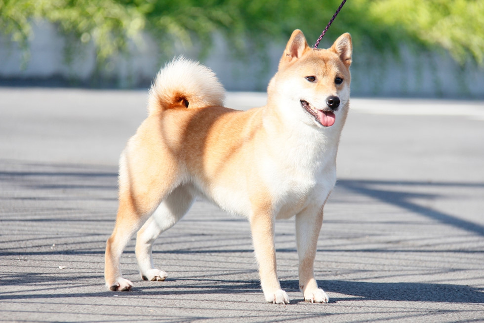 Chó Shiba - Giống chó Nhật Bản được yêu thích nhất