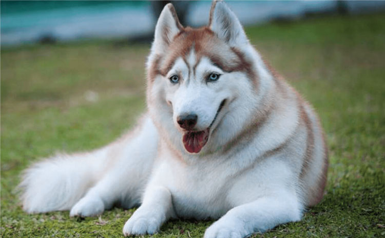 Chó Husky - Giống chó cảnh đẹp và được yêu thích nhất 