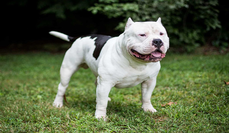Chó Pitbull - Giống chó được nhiều người săn đón