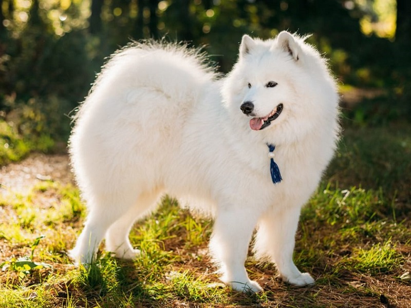 Chó Samoyed - Một trong những giống chó cảnh đẹp nhất