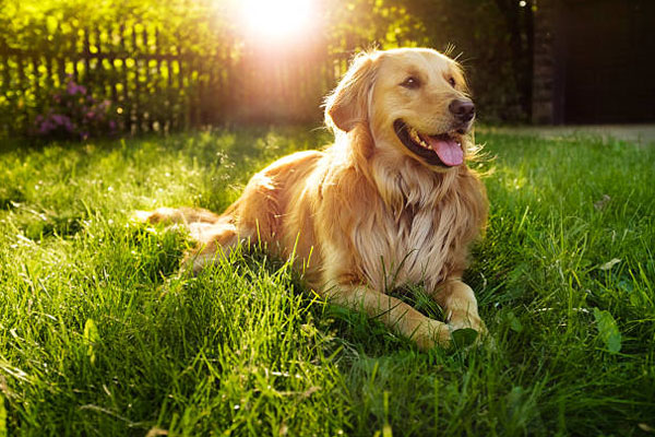 Chó Golden - Giống chó cảnh phổ biến tại Việt Nam